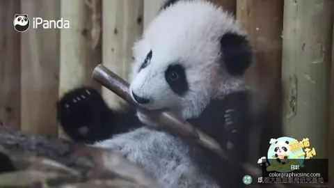 英雄联盟11淘汰赛前瞻，与争冠在即